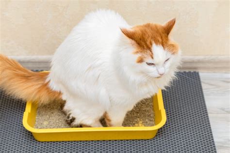 cat is leaking poop|Why Is My Catʼs Anus Leaking Poop – [Vet Explains Pets]